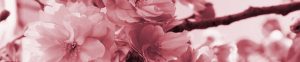 Fiori Rosa